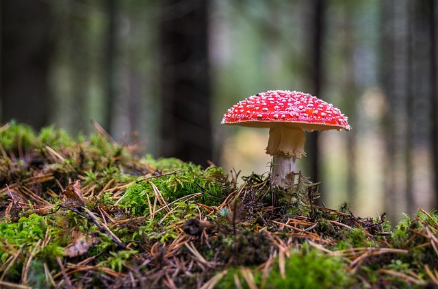 Niebieski grzyb w polskich lasach – gdzie można go znaleźć?