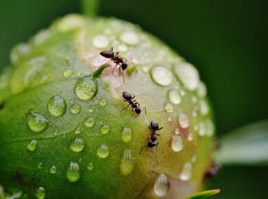 Jak zlikwidować mrówki w ogrodzie?