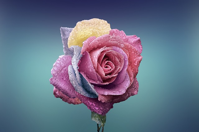 Sadzenie i pielęgnacja róży z marketu: poradnik dla pięknych i zdrowych kwiatów