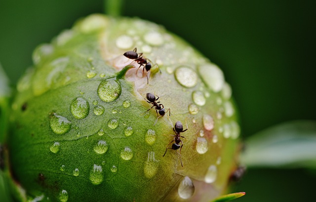 Jak zlikwidować mrówki w ogrodzie?