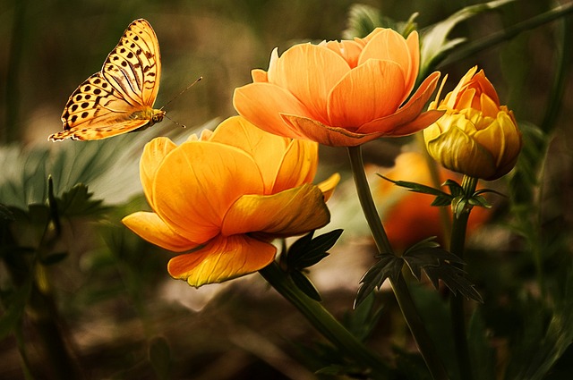 Gąsienica motyla i jej cykl życiowy – jak z brzydkiego kaczątka powstaje piękny motyl?
